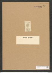 Cocconeis persica Rabenh. (de-Toni-Nr.: Genus 40, Species 1837) Zeichnungen Sammlung Grunow Nr. 3627 (NHMW-BOT-W0371232)